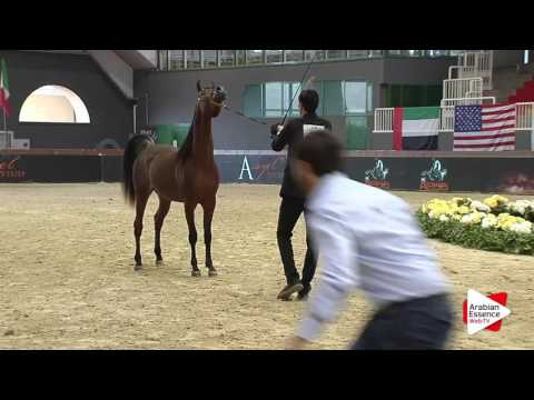 Milan SEWC 2016 - Colts (4B) - 1st place: N.62 ROYAL ALABINA