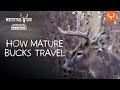 How Mature Bucks Travel Whitetail EDU