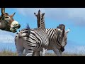 Egun Zebra A Mariana Donkey Mare Quarter Horse Part