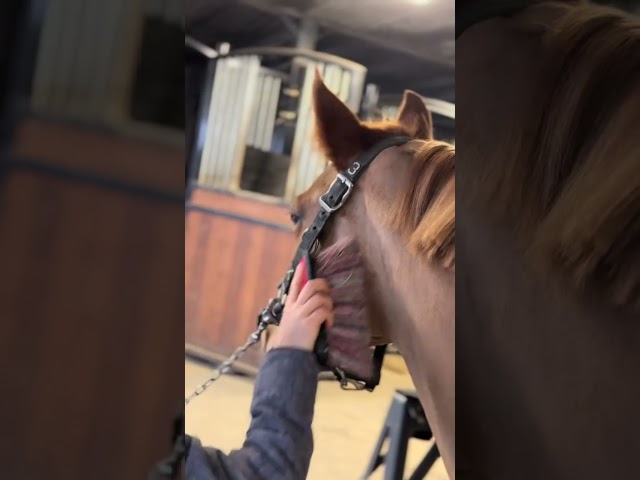 Ponette 7 ans taille D 