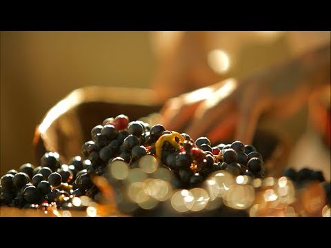 Soulfood Serbia - Wine