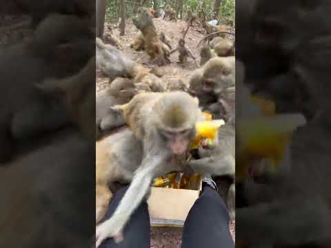 Singe rigolo