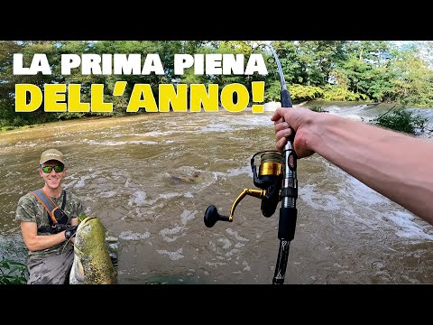 La prima vera PIENA dell'anno! SILURI A SPINNING