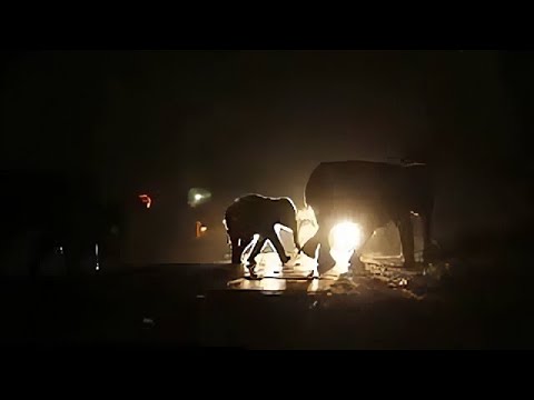 Elephants cause traffic jam crossing busy road in Nepal