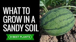 Sandy soil plants and veggies | 8 plants that are suitable to grow in sandy soil