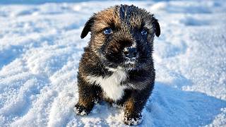 Abandoned Puppy Was Freezing To Death and Barely Surviving until This Happened
