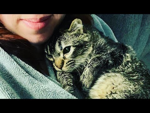 Nobody Want Hydrocephalus and Deformities Kitten, But A Woman Saves And Raises Him Like Her Baby