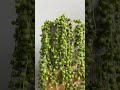 Senecio Starcek