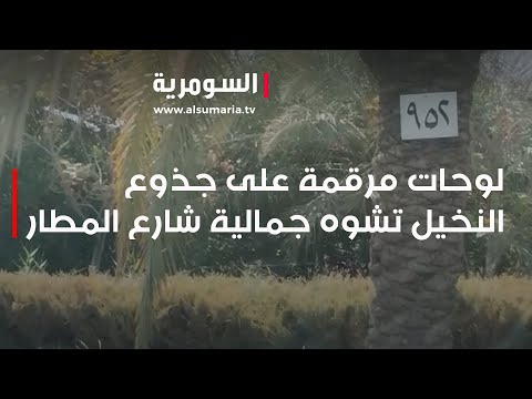 شاهد بالفيديو.. لوحات مرقمة على جذوع النخيل تشوه جمالية شارع المطار