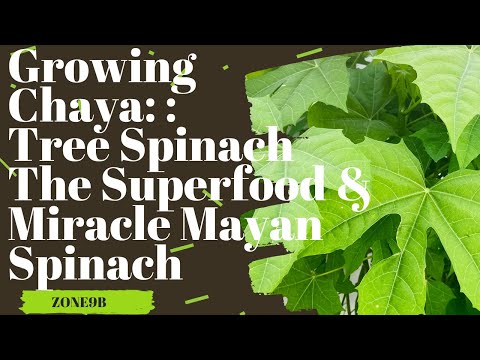 , title : 'Growing Chaya Tree Spinach |The Superfood & Miracle Mayan Spinach'