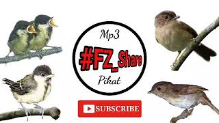 Download lagu Mp3 Pikat Burung Flamboyan x Anak GB mp3 Download lagu Mp3 Pikat Burung Flamboyan x Anak GB mp3