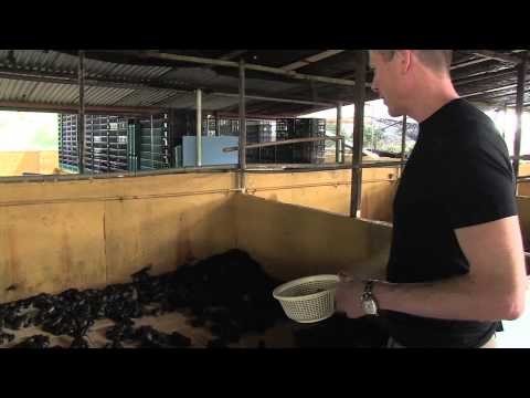 Singapore unexpected at the Jurong Frog Farm