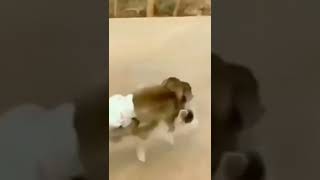 Download lagu Anjing Babi Monyet mp3