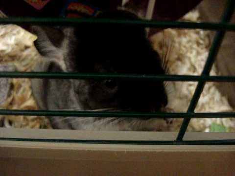 download lagu mp3 mp4 Can Chinchillas Eat Lettuce, download lagu Can Chinchillas Eat Lettuce gratis, unduh video klip Can Chinchillas Eat Lettuce