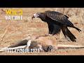 WILD AUSTRALIA The Continent Of The Strangest Predators Naturedocumentaries Wild Nature