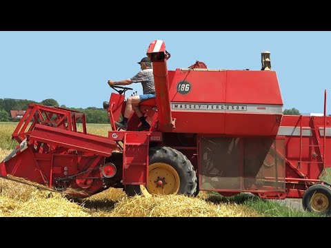 Massey Ferguson 186 | Harvesting first Grain | Barley | Sauerland | Germany | 2014.