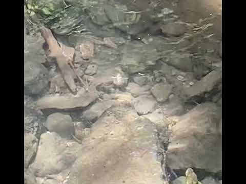 A cool water boatman