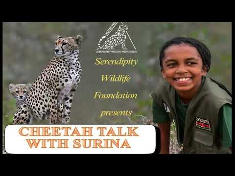 Cheetah Talk with Surina
