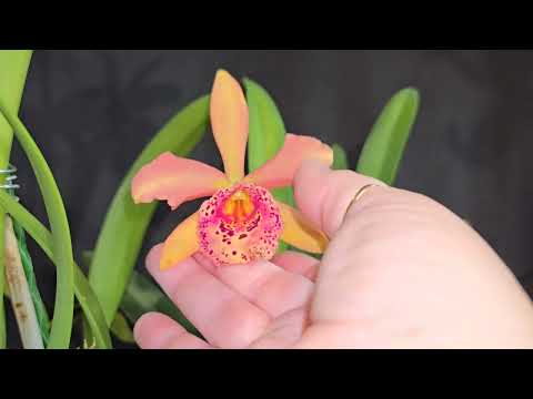 Richard Mueller, Easy Cattleya!