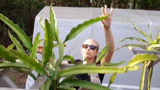 How to grow Dragon Fruit in SWFL ( part 7 )