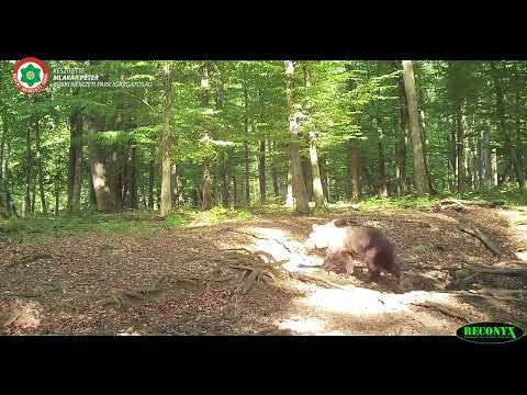 Mihály, a bükki medve