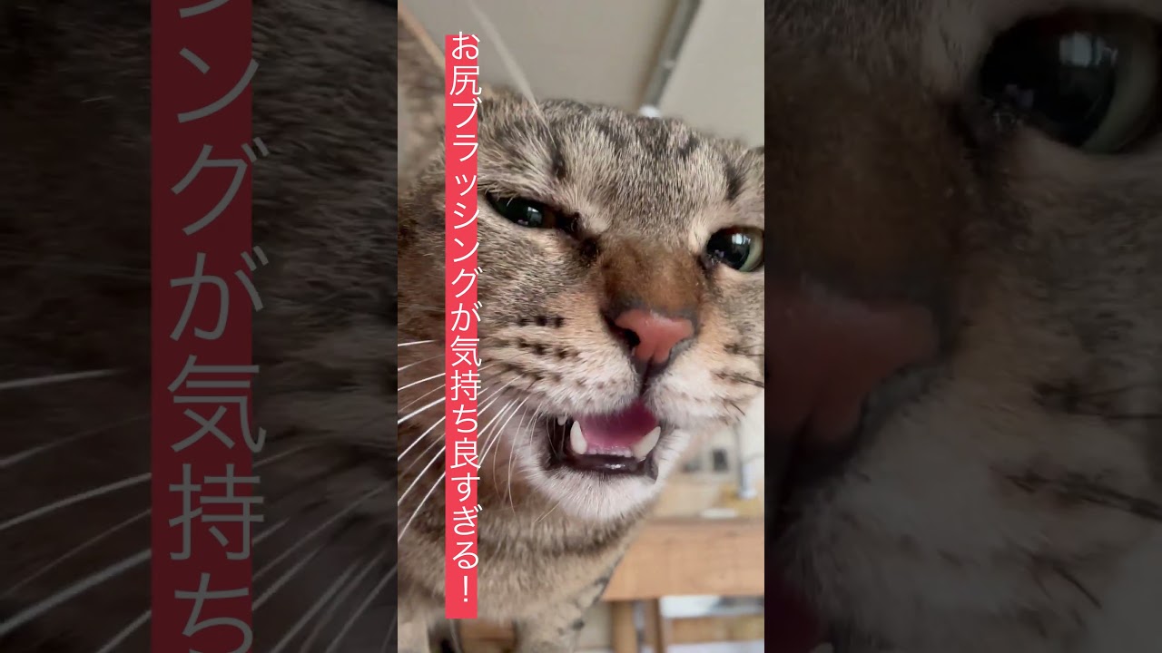 キジトラのまん丸男子オジャコ♡お尻ブラッシングが気持ち良すぎてええ声で鳴きます♡ #cat #シェルター #保護猫 #保護猫シェルター #ねこ