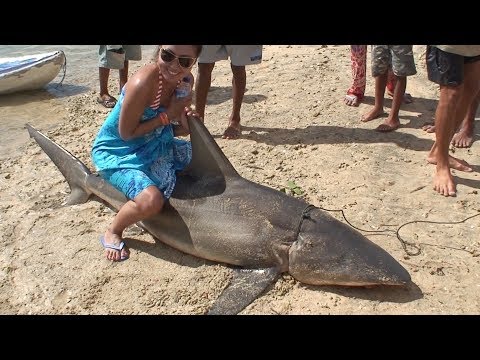 Акула на острове Лембонган