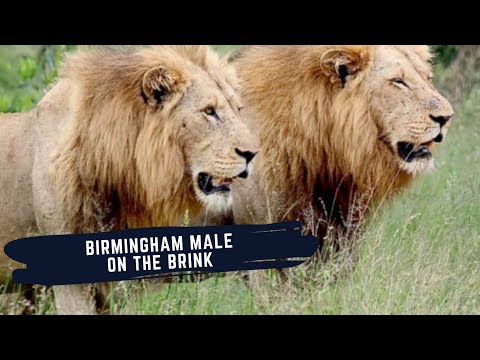 GIJIMA MALES FIGHTING EACH OTHER - BLACK DAM MALES STILL AFTER AVOCA - BIRMINGHAM MALE - PLAINS CAMP