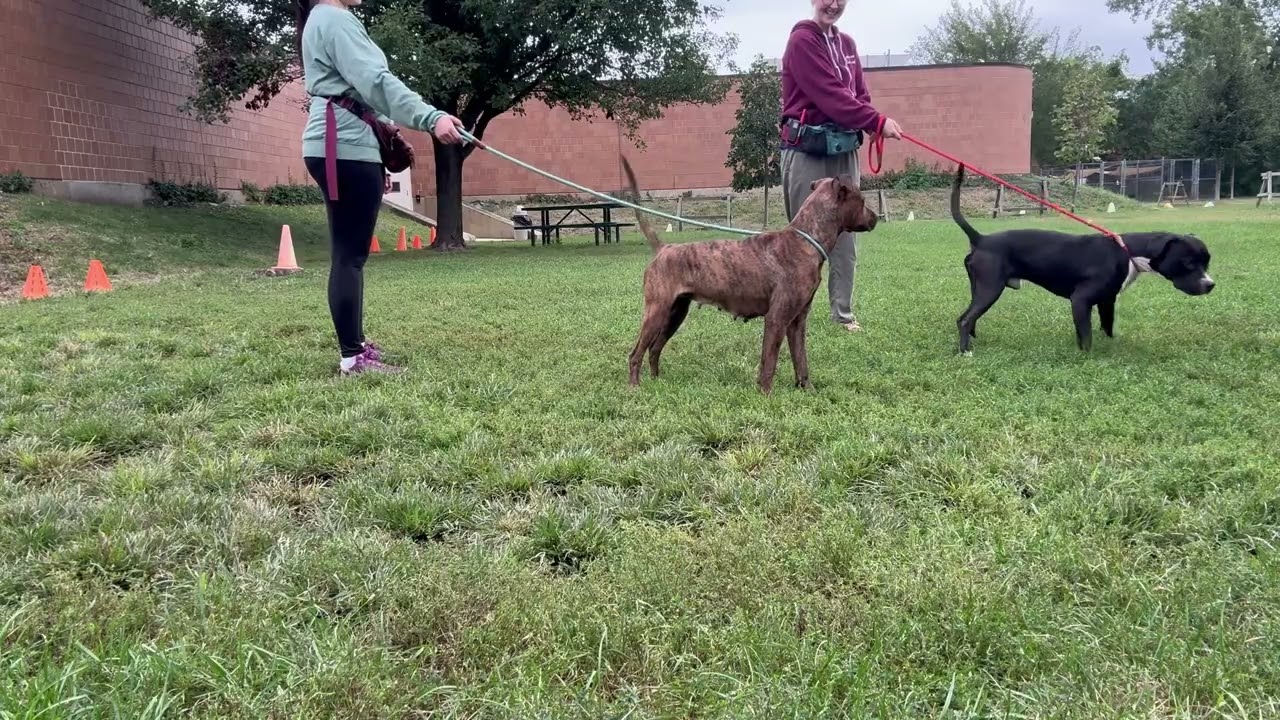 Lamont's Leash Test