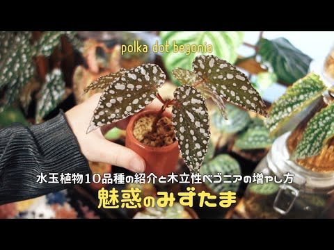 マクラータベゴニアの管理方法は？緑の親指を持っていない人にとって理想的な植物です。  庭園