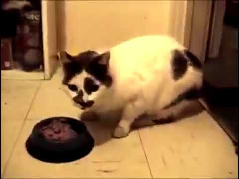 download lagu mp3 mp4 Chat Qui Pete, download mp3 Chat Qui Pete free downloadn, video klip Chat Qui Pete