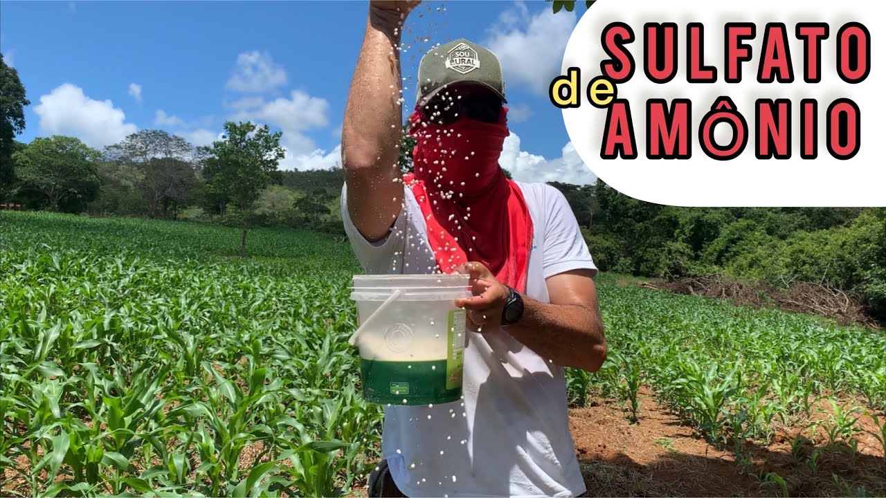 COMO FAZER SUA LAVOURA CRESCER  NO SULFATO DE AMÔNIO
