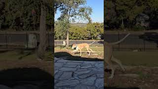 Video preview image #1 Great Dane Puppy For Sale in PIPE CREEK, TX, USA