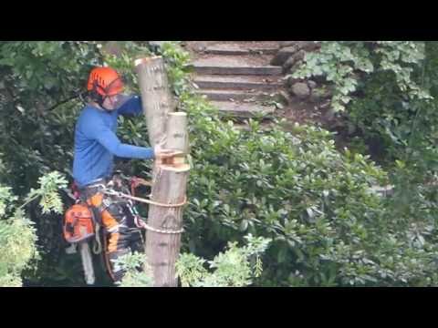 Arborist (trädkramare) jobbar