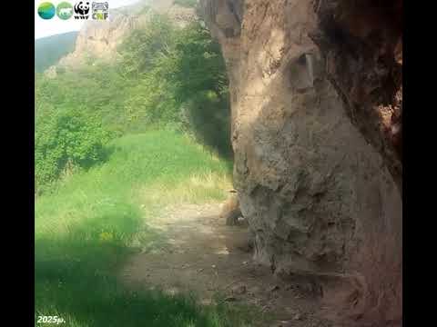 Տեսախցիկը ֆիքսել է արջերի զվարճանքը