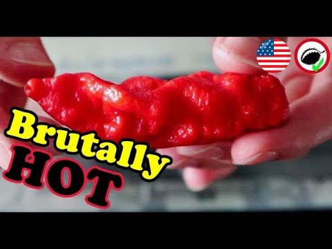GHOST PEPPER - One of the World's HOTTEST Peppers! - Chili Reviews