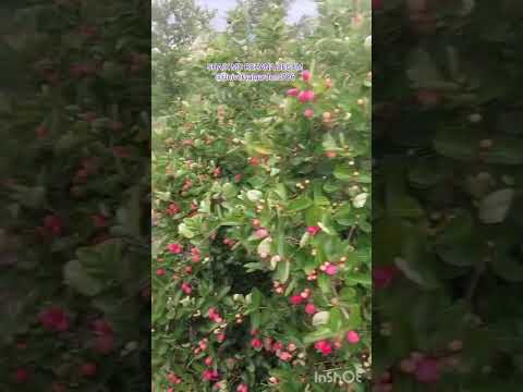 Organic and healthy vakkayalu from Tejasree's terrace Gardens #song #flowers #terrace #healthy#wow