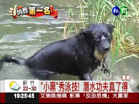 小黑狗潛水! 竟憋氣超過10秒