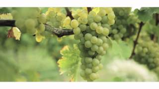 preview picture of video 'Cloudy Bay Sauvignon Blanc 2012'