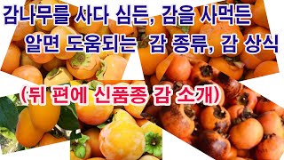 감나무를 사다 심든, 감을 사먹든, 알면 도움되는 감 종류, 감 상식. (뒤 편에 신품종 감 소개)떫은감, …