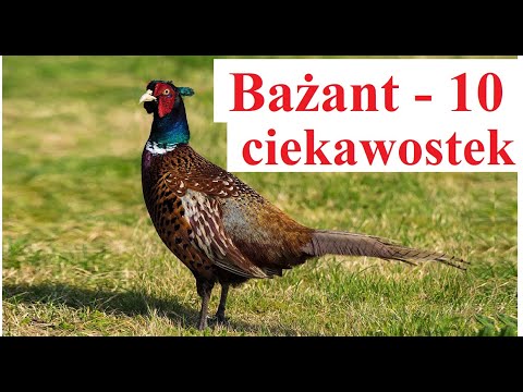 Bażant - 10 ciekawostek