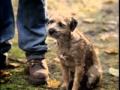 Funny Beer Commecial Good Dog Bad Dog
