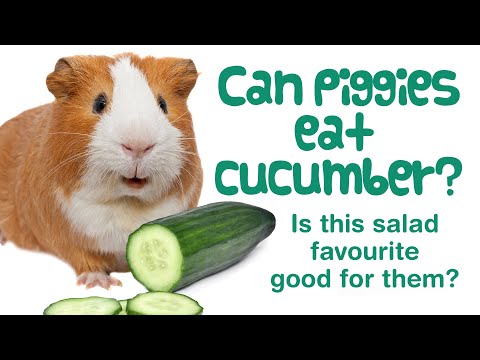YouTube video about: Can guinea pigs eat kohlrabi?