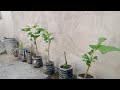 How To Grow Mulberry From Cuttings Grow Mulberry Plants