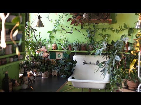 750+ Houseplant Tour (Kitchen—Part I) — Plant One On Me — Ep 090