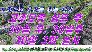 노지고추 웃거름주는 시기는 언제? 30일-30일-30일