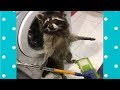 Best Cute Raccoon Video Compilation Funny Baby And Pet