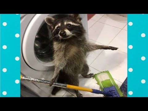 download lagu mp3 mp4 Cute Raccoon, download lagu Cute Raccoon gratis, unduh video klip Cute Raccoon