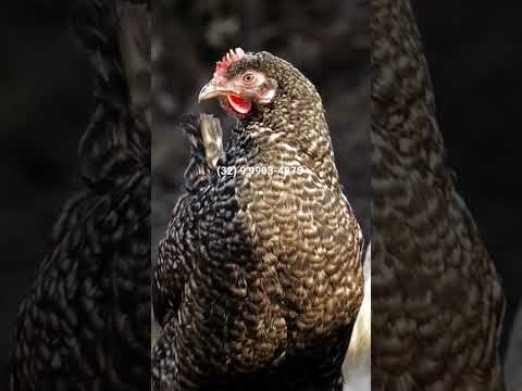 Criação de  mini galinha garnizé em  barroso Barbacena São João del-Rei  dores de campos Tiradentes