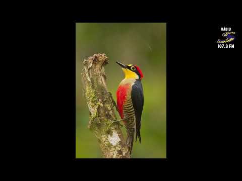 Programa: Caminho da Roça - 26/01/26 - Parte 1 - Apresentação: Paulinho